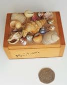 Vintage Mullion trinket shell box mid 20th century souvenir The Lizard Cornwall