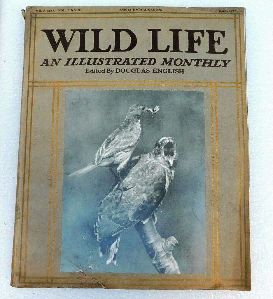 Wild Life animal magazine Douglas English May 1913 Cuckoo gannet birds  vintage